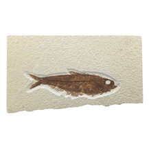 Knightia eocaena, ein fossiler Fisch aus der Green-River-Formation nahe Kemmerer, Wyoming                                - Copy - Copy