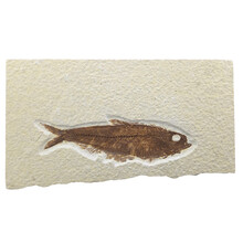Fossil fish, Green River Wyoming