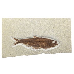 Fossil fish, Green River Wyoming