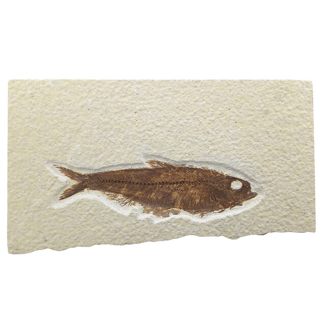 Knightia eocaena, fossil fish from the Green River Formation near Kemmerer, Wyoming