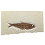 Knightia eocaena, fossil fish from the Green River Formation near Kemmerer, Wyoming