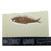 Knightia eocaena, ein fossiler Fisch aus der Green-River-Formation nahe Kemmerer, Wyoming                                - Copy - Copy