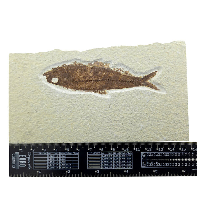 Knightia eocaena, fossil fish from the Green River Formation near Kemmerer, Wyoming