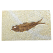 Knightia eocaena, fossil fish from the Green River Formation near Kemmerer, Wyoming