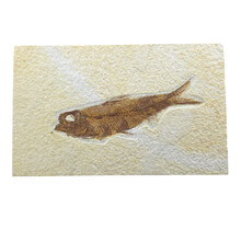 Knightia eocaena, fossiele vis uit de Green River Formation bij Kemmerer, Wyoming