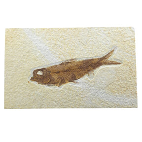 Fossiler Fisch, Green River, Wyoming