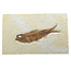 Knightia eocaena, fossiele vis uit de Green River Formation bij Kemmerer, Wyoming