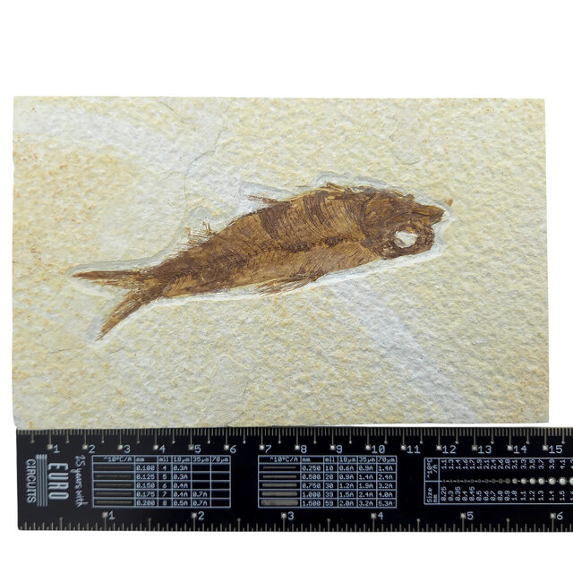 Knightia eocaena, fossil fish from the Green River Formation near Kemmerer, Wyoming