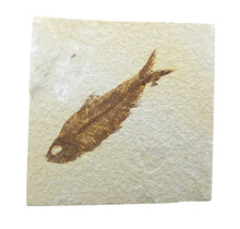Knightia eocaena, fossil fish from the Green River Formation near Kemmerer, Wyoming