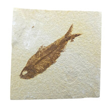 Fossil fish, Green River Wyoming