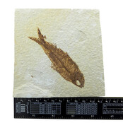 Knightia eocaena, fossil fish from the Green River Formation near Kemmerer, Wyoming