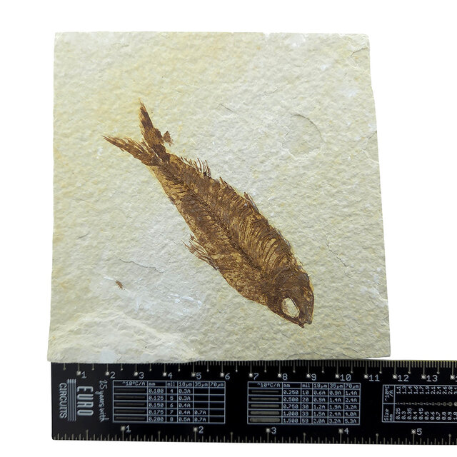 Knightia eocaena, ein fossiler Fisch aus der Green-River-Formation nahe Kemmerer, Wyoming                                - Copy - Copy - Copy - Copy