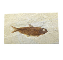 Knightia eocaena, ein fossiler Fisch aus der Green-River-Formation nahe Kemmerer, Wyoming                                - Copy - Copy - Copy - Copy - Copy