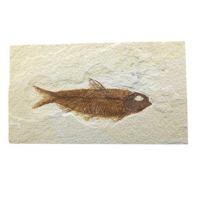 Fossil fish, Green River Wyoming