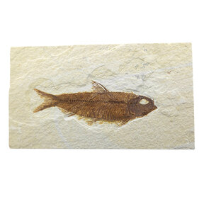 Fossiler Fisch, Green River, Wyoming