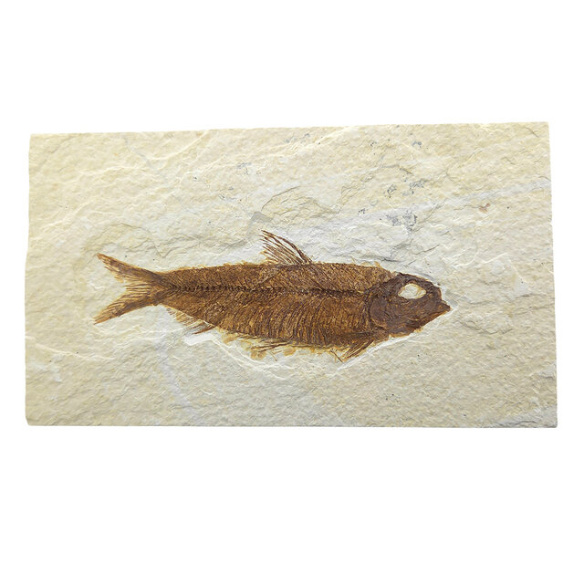 Knightia eocaena, ein fossiler Fisch aus der Green-River-Formation nahe Kemmerer, Wyoming                                - Copy - Copy - Copy - Copy - Copy