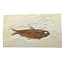 Knightia eocaena, fossiele vis uit de Green River Formation bij Kemmerer, Wyoming