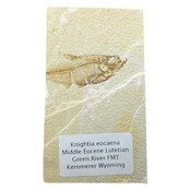Knightia eocaena, fossil fish from the Green River Formation near Kemmerer, Wyoming