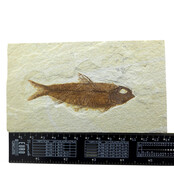 Knightia eocaena, fossiele vis uit de Green River Formation bij Kemmerer, Wyoming