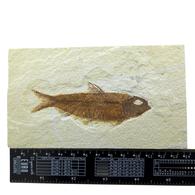 Knightia eocaena, ein fossiler Fisch aus der Green-River-Formation nahe Kemmerer, Wyoming                                - Copy - Copy - Copy - Copy - Copy