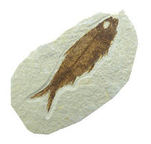 Knightia eocaena, fossil fish from the Green River Formation near Kemmerer, Wyoming