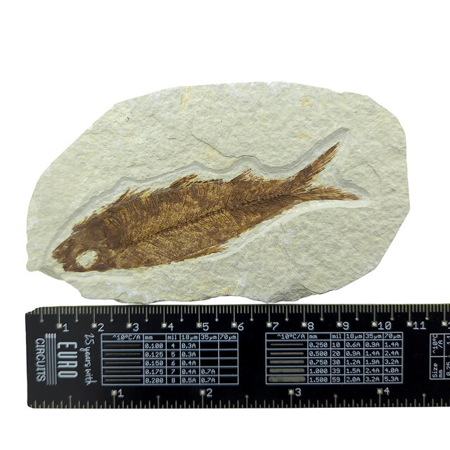Knightia eocaena, ein fossiler Fisch aus der Green-River-Formation nahe Kemmerer, Wyoming                  - Copy