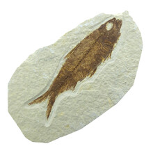 Fossiler Fisch, Green River, Wyoming