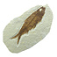 Knightia eocaena, fossil fish from the Green River Formation near Kemmerer, Wyoming