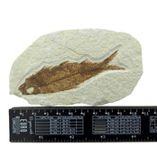 Knightia eocaena, ein fossiler Fisch aus der Green-River-Formation nahe Kemmerer, Wyoming                  - Copy - Copy