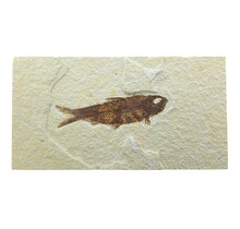 Knightia eocaena, fossil fish from the Green River Formation near Kemmerer, Wyoming
