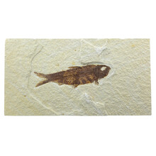 Fossil fish, Green River Wyoming