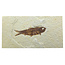 Knightia eocaena, ein fossiler Fisch aus der Green-River-Formation nahe Kemmerer, Wyoming                                - Copy - Copy - Copy - Copy