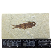 Knightia eocaena, fossiele vis uit de Green River Formation bij Kemmerer, Wyoming