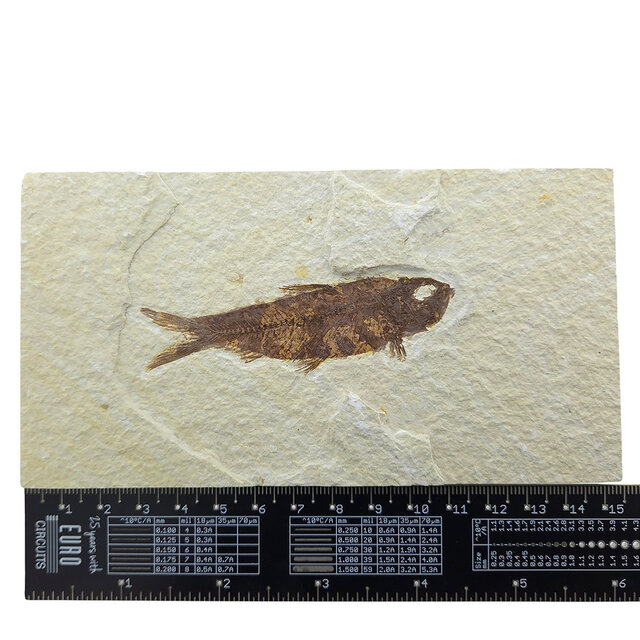 Knightia eocaena, ein fossiler Fisch aus der Green-River-Formation nahe Kemmerer, Wyoming                                - Copy - Copy - Copy - Copy