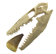 Mosasaurus-Zahn mit 10 cm großem 3D-Schädel