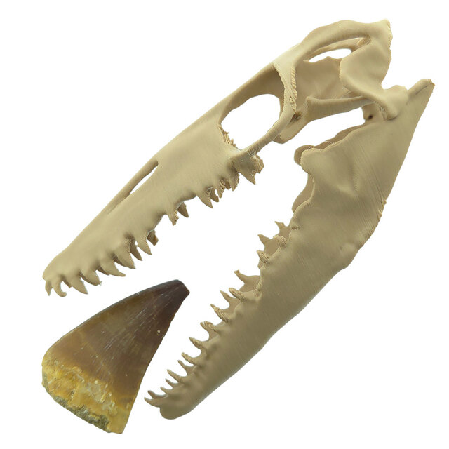 Mosasaurus tooth with 10 cm 3D skull
