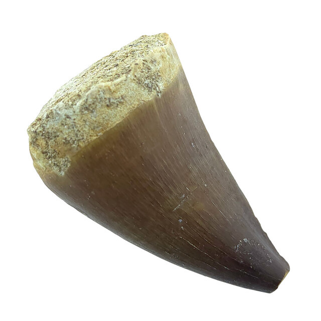 Mosasaurus-Zahn mit 10 cm großem 3D-Schädel