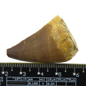 Mosasaurus-Zahn mit 10 cm großem 3D-Schädel