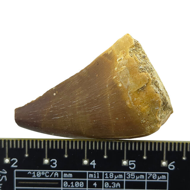Mosasaurus tooth with 10 cm 3D skull