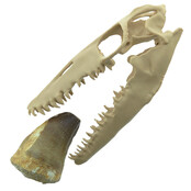 Mosasaurus-Zahn mit 10 cm großem 3D-Schädel
