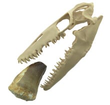 Mosasaurus tooth with 10 cm 3D skull