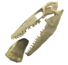 Mosasaurus-Zahn mit 10 cm großem 3D-Schädel