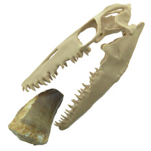 Mosasaurus-Zahn mit 3D-Schädel