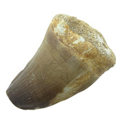 Mosasaurus tand met 3D schedel van 10 cm