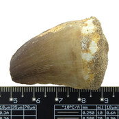 Mosasaurus-Zahn mit 10 cm großem 3D-Schädel