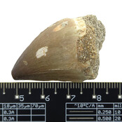 Mosasaurus tand met 3D schedel van 10 cm