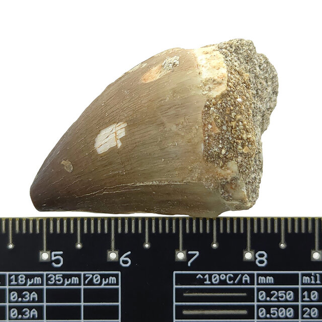 Mosasaurus tooth with 10 cm 3D skull