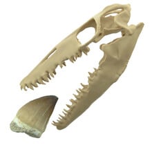 Mosasaurus tand met 3D schedel van 10 cm