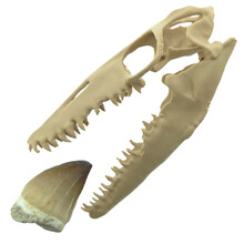 Mosasaurus-Zahn mit 3D-Schädel
