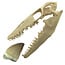 Mosasaurus tooth with 10 cm 3D skull